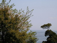 桜と東京湾